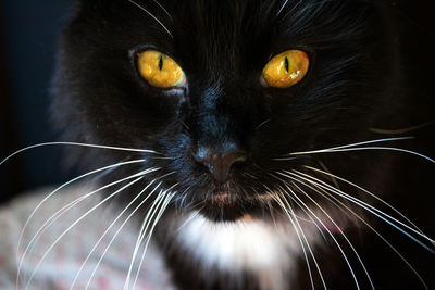 Close-up portrait of cat