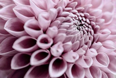 Full frame shot of pink flowers