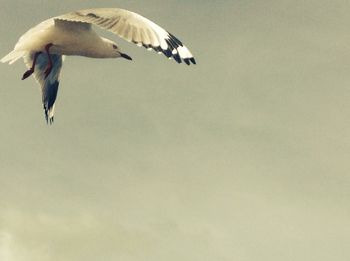 Low angle view of birds flying in sky