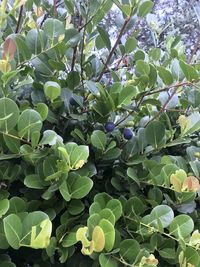 High angle view of green plant