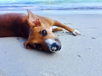 Close-up of dog on beach