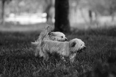 Sheep relaxing on grassy field