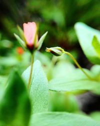 Close-up of insect on flower