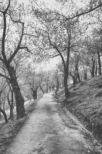 Trees in park against sky