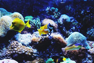 Fish swimming in sea
