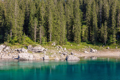 Lake carezza is a small alpine lake in the dolomites, italy.