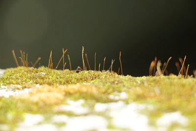 Surface level of grass on field against sky