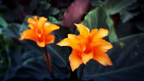 Close-up of yellow flowers blooming outdoors