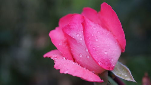 Close-up of red rose