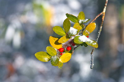 Close-up of red taipan holly berries growing on tree