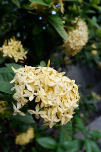 Close-up of flowers