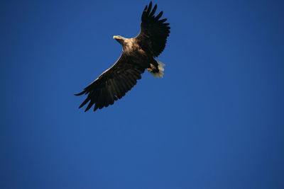 Low angle view of vulture flying against clear sky