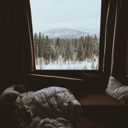 Pine trees on snowy field seen from house window
