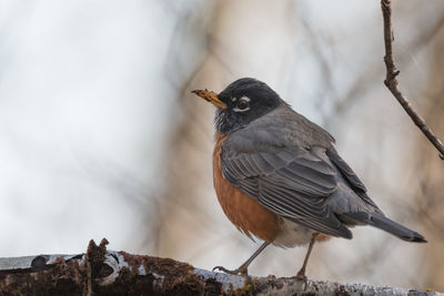 Close-up of bird perching