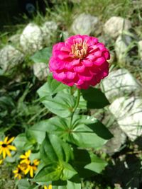 Close-up of pink flower blooming outdoors