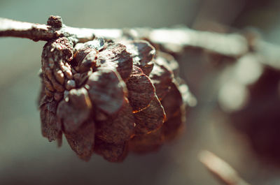 Close-up of insect on dry leaf