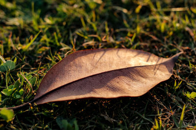 High angle view of dry leaf on field