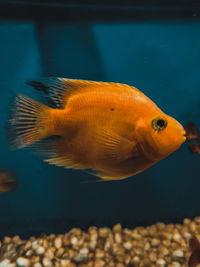 Close-up of fish swimming in sea