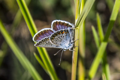 Butterfly is on the plant