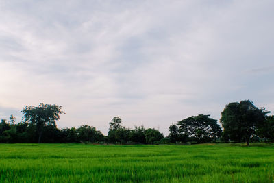 Scenic view of agricultural field against sky