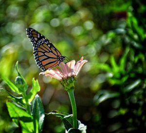 Close-up of butterfly pollinating on flower