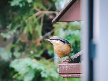 Bird perching on railing