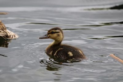 Mallard chick swimming in lake