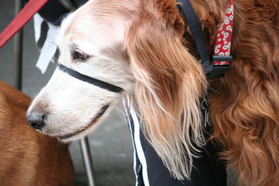 Close-up of dog