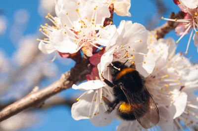 Close-up of bee pollinating flower