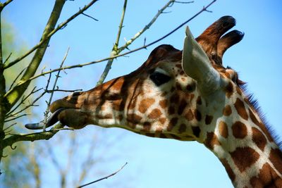 Low angle view of giraffe against clear sky