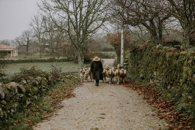 Man with flock of sheep walking on footpath
