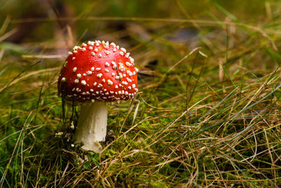 Close-up of fly agaric mushroom on field