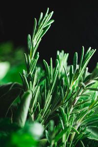 Close-up of plants growing on field