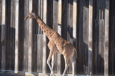 Giraffe walking against wall