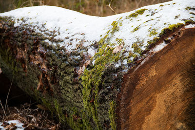 Close-up of tree stump