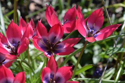 Close-up of pink flowers