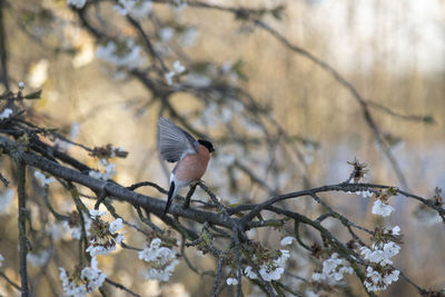 Low angle view of bird perching on tree