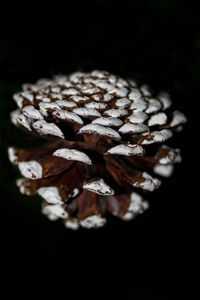 Close-up of white rose on black background