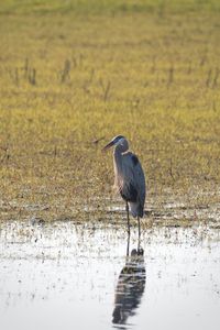 Bird perching on a lake