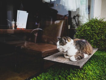 Cat sitting on table at home