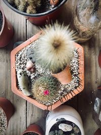 High angle view of potted plants on table