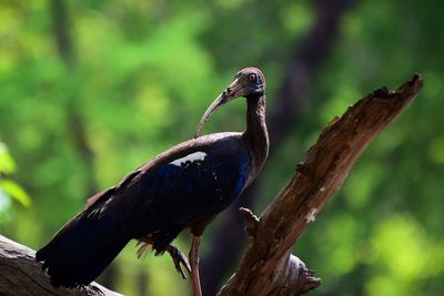 Close-up of bird perching on tree