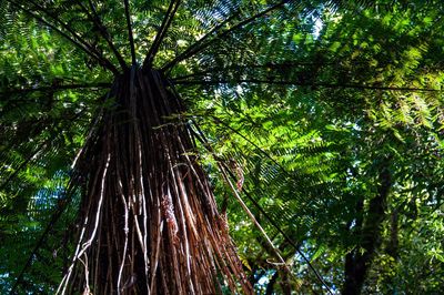 Low angle view of bamboo trees in forest