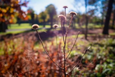 Close-up of flowering plant on field