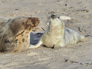 View of grey seal on beach with newborn
