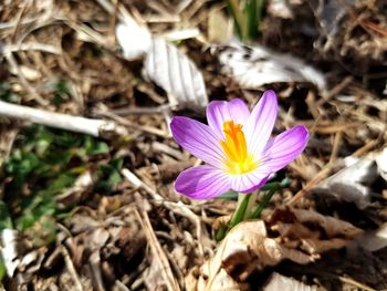 Close-up of purple crocus flower on field