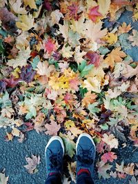 Low section of person standing on maple leaves