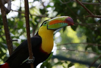 Close-up of bird perching on tree