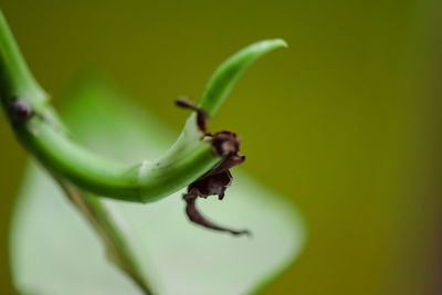 Close-up of fresh green plant
