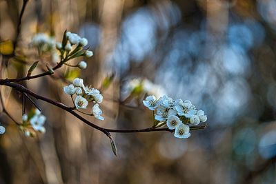 White blossoms on the tree branch